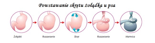 powstawanie skrętu żołądka u psa powstawanie skrętu żołądka u psa