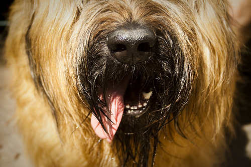 Zmysł węchu u psa rasy Owczarek francuski BRIARD
