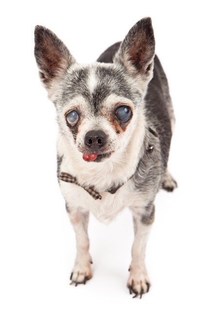 Zaćma u Chihuahua Zaćma u psa chihuahua