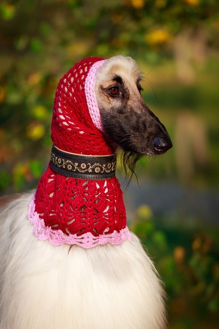 Snood u charta afgańskiego Snood u charta afgańskiego