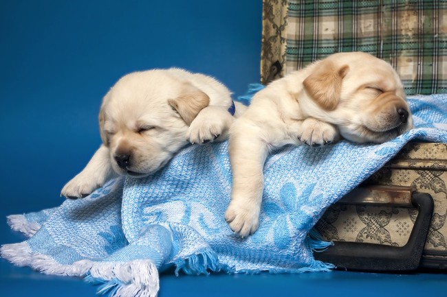 Śpiące szczeniaki Labradora Śpiące szczeniaki Labradora