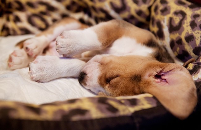Śpiący szczeniak Beagle Śpiący szczeniak Beagle