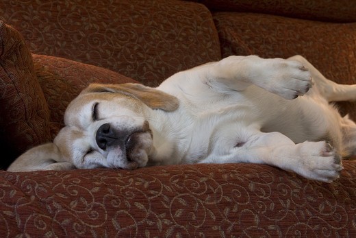Oznaka starości u psa nasz pies więcej śpi Stary pies Beagle więcej śpi