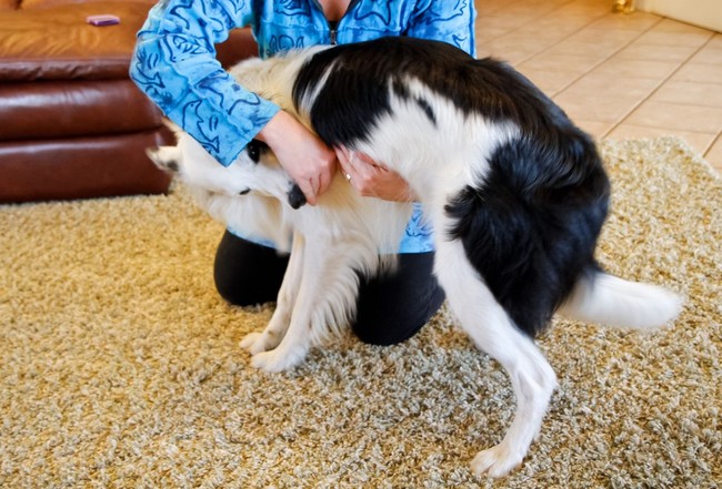 rozciąganie mięśni u psa rasy border collie stretching u psa