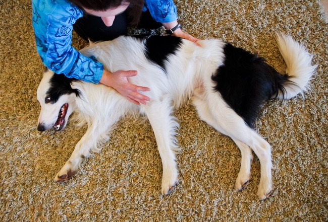 stretching u psa border collie stretching u psa border collie