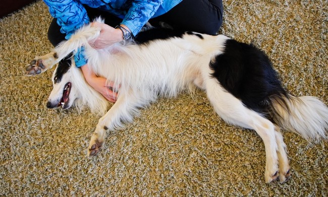 rozciąganie mięśni u border collie Stretching u psów