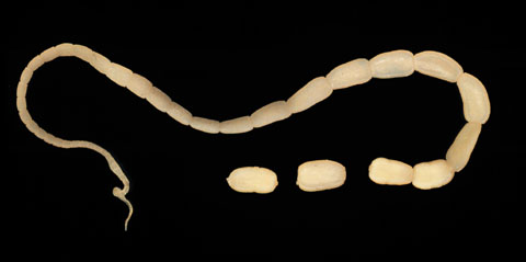 tasiemiec psi Dipylidium caninum