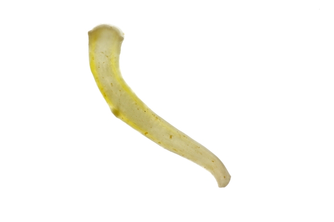 psi tasiemiec Tasiemiec psi (Dipylidium caninum)