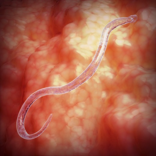 Tegoryjec psi (Ancylostoma caninum)