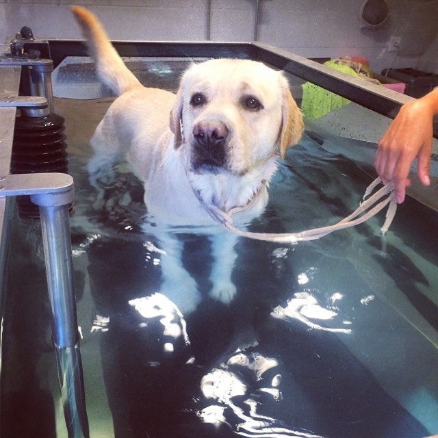 bieżnia wodna dla psów i trening na niej