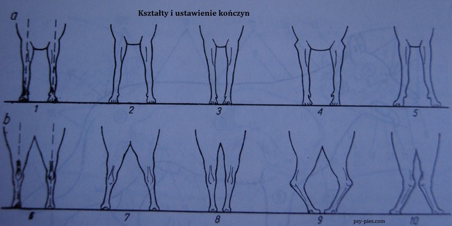 kształty i ustawienie kończyn psa kształty i ustawienie kończyn psa
