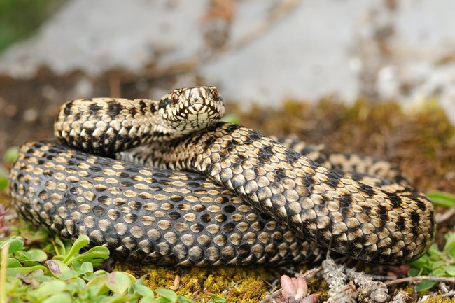 Żmija zygzakowata (Vipera berus)