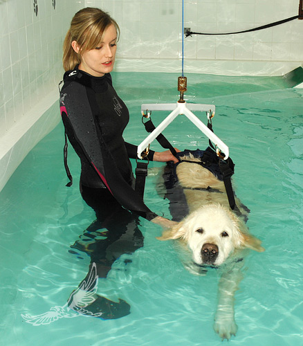 Zoofizjoterapia historia, cele i metody rehabilitacji 