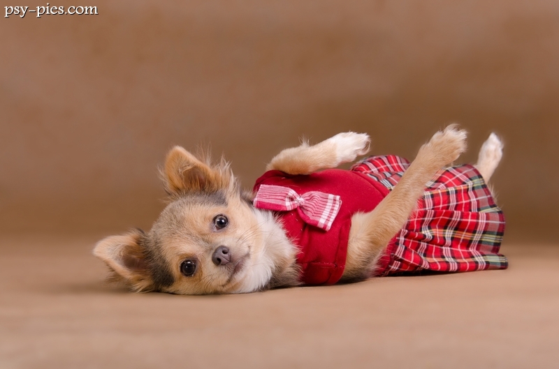 Agencja Dog Model w Poznaniu