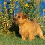 Norfolk Terrier