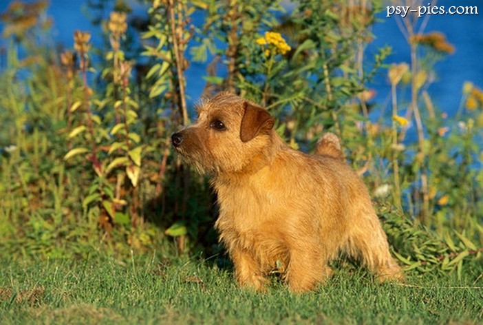 Norfolk Terrier