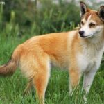 Norsk Lundehund
