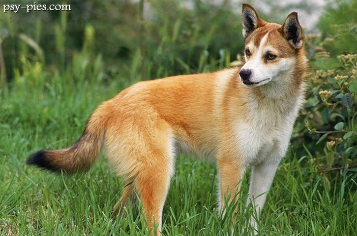 Norsk Lundehund