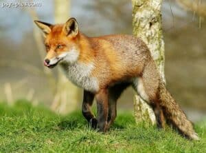 Lis (Vulpes)