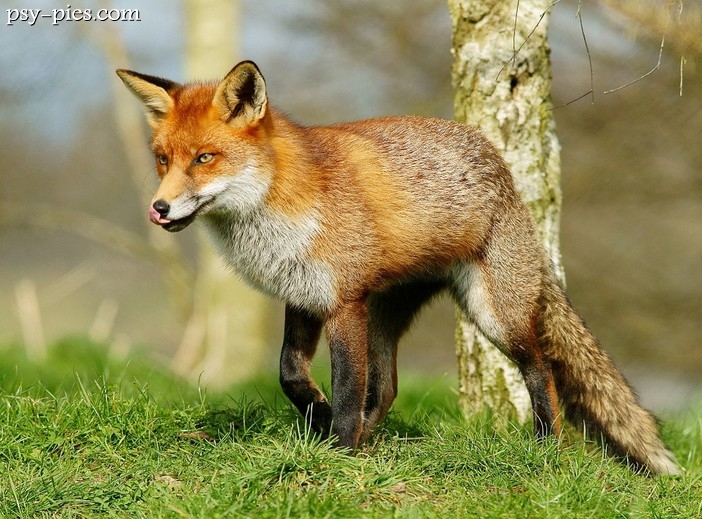Lis (Vulpes)