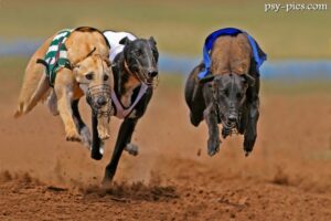 Grupa X FCI - Chart angielski Greyhound