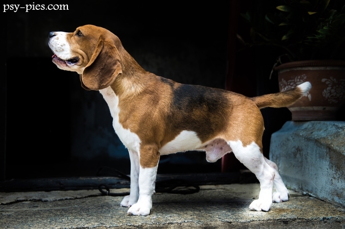Pielęgnacja Beagle