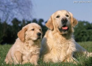 Etapy rozwoju Golden retrievera