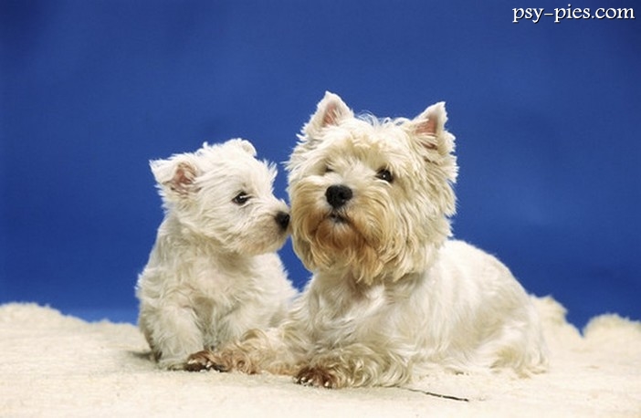 Westie poradnik kupującego
