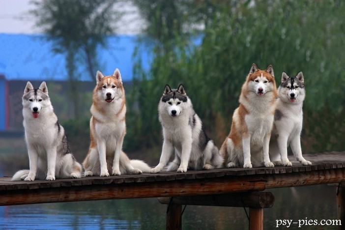 Charakter Husky