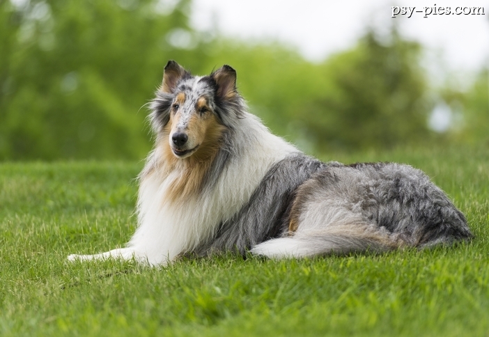 Owczarek szkocki blue merle