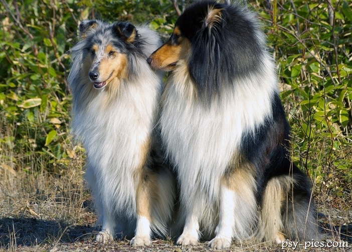 Pielęgnacja Owczarka szkockiego Collie