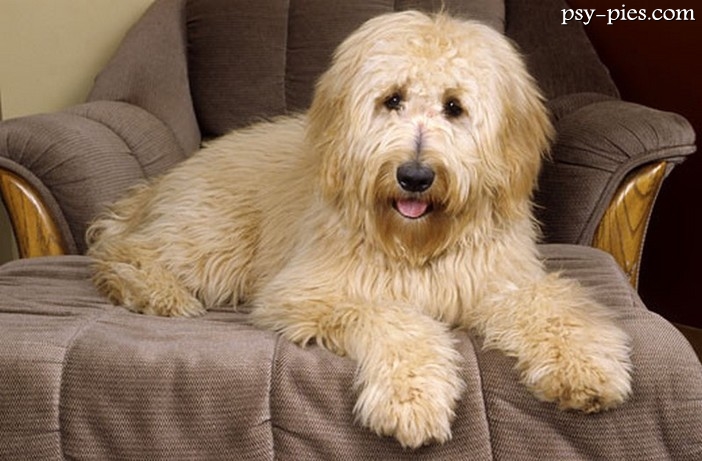 Designerskie rasy psów - Goldendoodle, Puggle