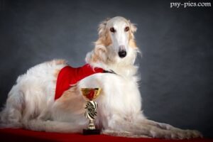 Championaty zasady przyznawania