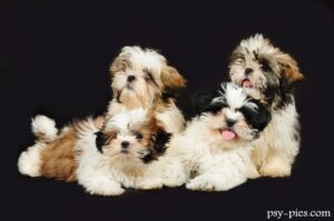 Czym karmić szczeniaka Shih tzu?