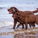 Labrador retriever czekoladowy