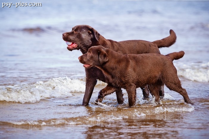 Labrador retriever czekoladowy