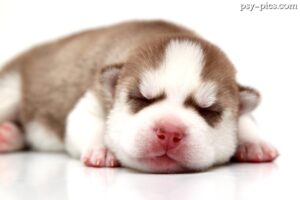 Imiona dla Husky