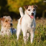 Parson Russell Terrier