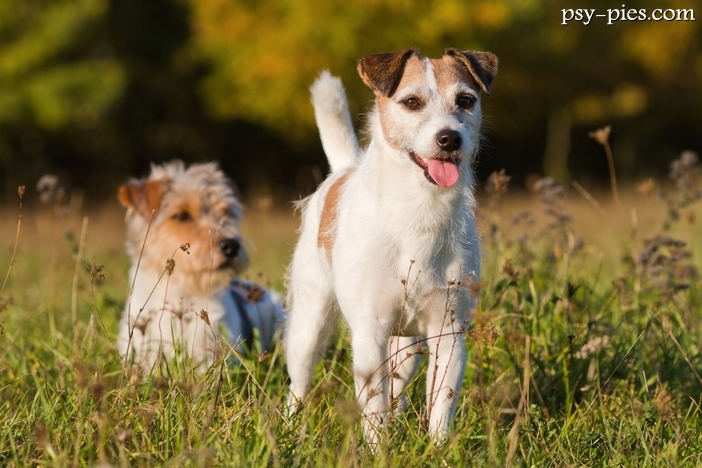 Parson Russell Terrier