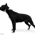 Staffordshire Bull Terrier