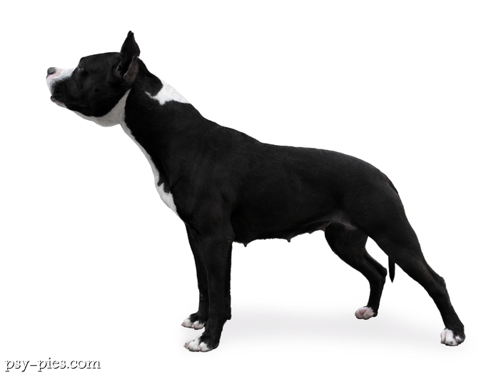 Staffordshire Bull Terrier