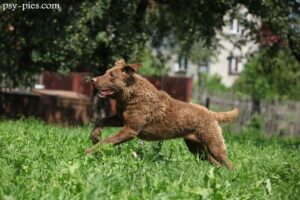 Pies Chesapeake Bay Retriever