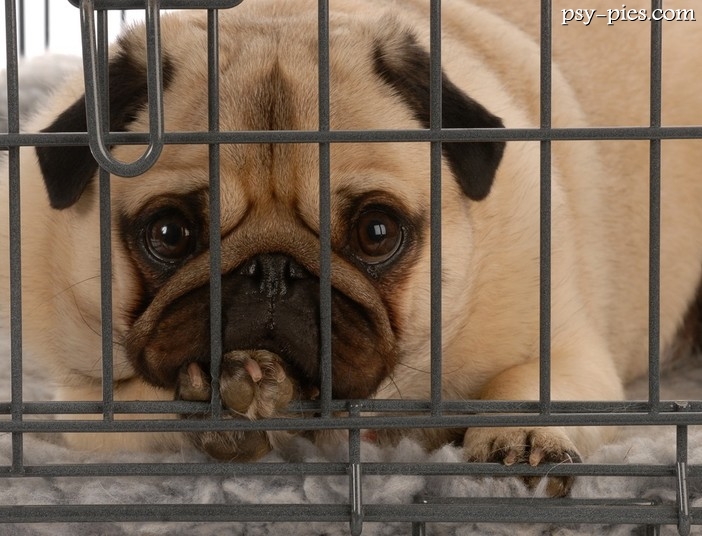 Szkolenie psów Crate training