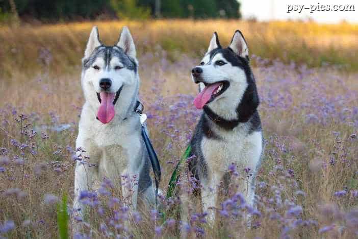 Pielęgnacja husky: wyczesywanie podszerstka siberian husky grzebieniem
