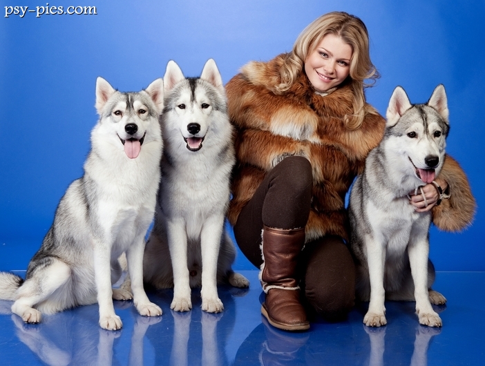 Hodowla psów Husky