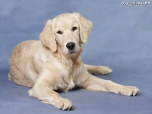 Żywienie Golden retrievera