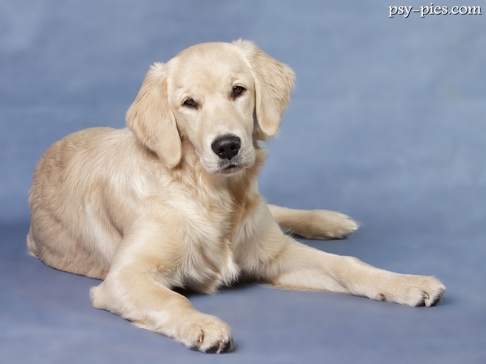 Żywienie Golden retrievera