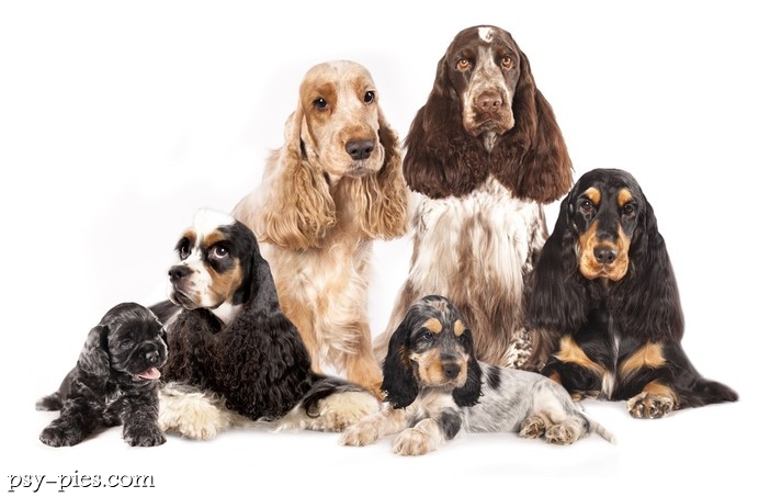 Wszystko o psach rasy Spaniel