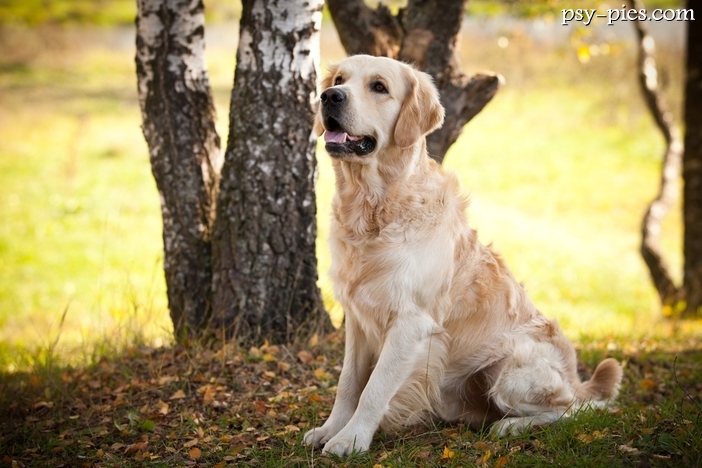 Ile lat żyje Golden retriever?
