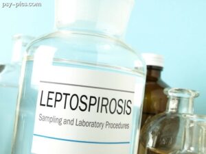 Leptospiroza u psa
